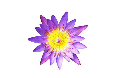 孤立的紫水花图片