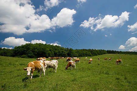 在绿草地上的牛植物国家生长动物蓝色地球风景农业场地全景图片