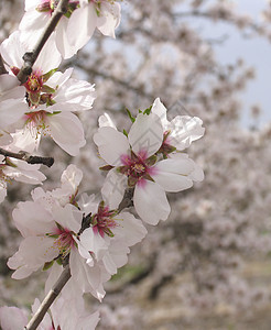 开花的苹果树水果植被生长植物群季节园艺叶子投标农场花瓣图片
