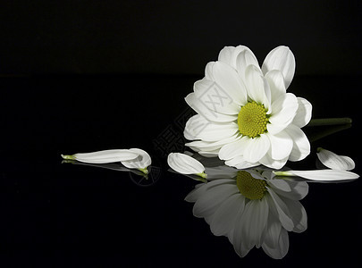 菊花白色花园图片