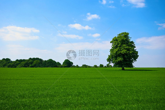 有树的绿绿色特性场地农村牧场风景环境乡村草地蓝色草原图片