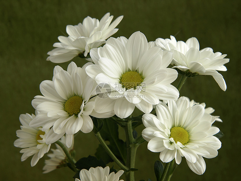 白菊花花园白色图片