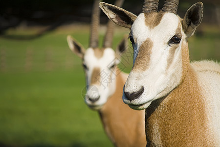 Oryx 蚂蚁座哺乳动物野生动物羚羊图片