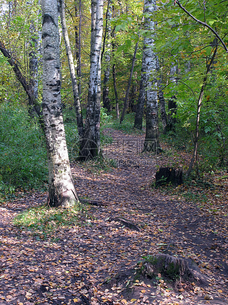 秋天树枝的足迹图片