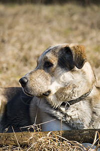 狗躺在草地上木头宠物小狗猎犬背景图片