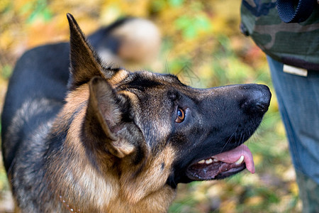 德国牧羊人耳朵衣领羊犬活动乐趣眼睛牙齿粉色舌头牧羊犬图片