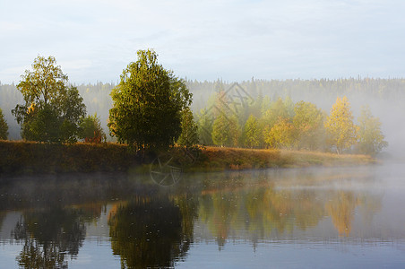上午雾反射森林溪流秋色桦木薄雾图片
