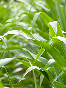 夏季绿玉米田收割的特写收成绿色植物环境农村农场食物草本植物生长谷物图片