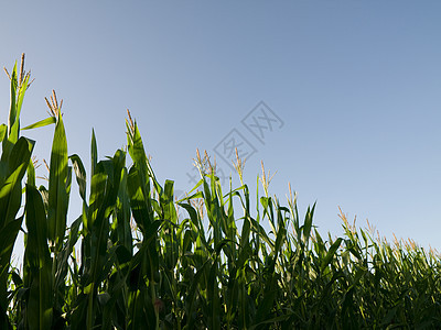 夏季玉米田生长农业食物农场谷物树叶环境草本植物季节命令图片