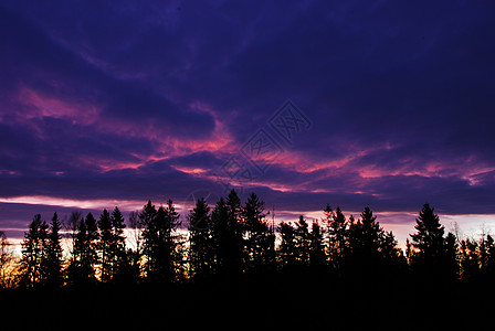 日落森林蓝色紫色粉色背景图片