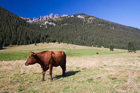 草地上的奶牛图片