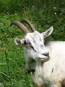 山羊在牧草上国家植物动物院子草地哺乳动物农场牛奶叶子场地图片