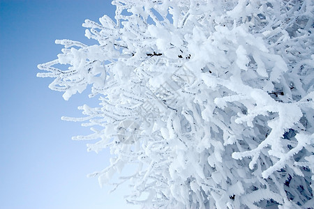 霜花树白色天空风景蓝色森林图片