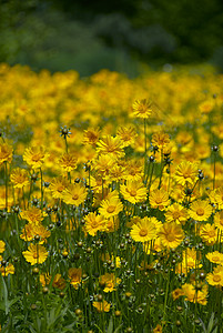 黄黄野生鲜花蓝色植物紫色场地院子草地天空杂草红色花园图片