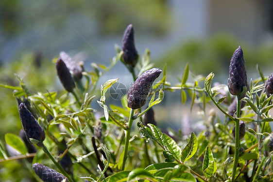 紫色锥花种子绿色公园院子花园衬套树叶植物藤蔓生长图片