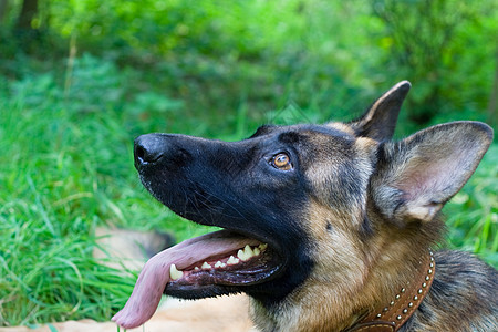 德国牧羊人头发训练衣领牧羊犬活动舌头羊犬动物乐趣宠物图片