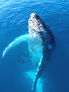 巨型座头鲸的肖像图片