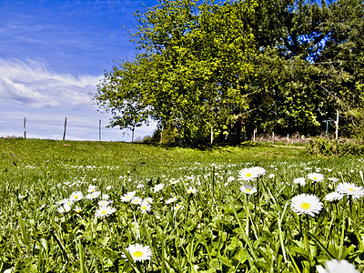 蓝天空草地黄色白色场地绿色花园植物季节栅栏云景花瓣图片