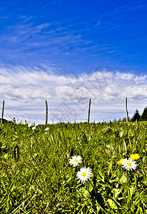 蓝天空草地花瓣云景白色花园环境绿色植物黄色季节栅栏图片