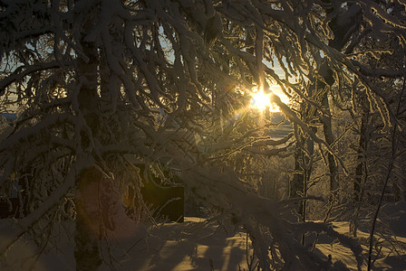 冬天的阳光树木背景图片