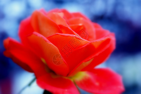 橙色玫瑰花花朵蓝色橙子图片