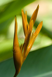 天堂鸟绿色热带植物黄色植物群背景图片