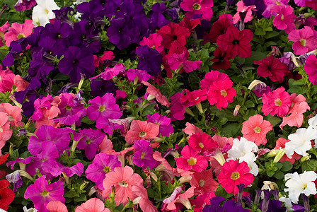 鲜花背景植物群绿色粉色紫色植物白色背景图片