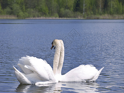 Swan 爱天鹅亲热波纹夫妻蓝色蜜月池塘羽毛水禽家庭订婚图片