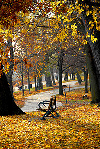 秋季公园风景叶子长凳树叶树干人行道娱乐踪迹树木运动图片
