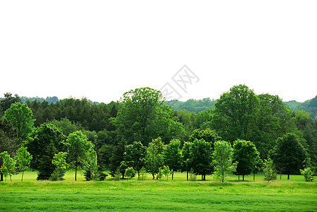 绿林森林生长高尔夫球乡村树叶环境公园场地白色框架图片