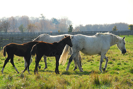 马匹农业团体场地阳光照射晴天太阳农场农田小马阳光图片