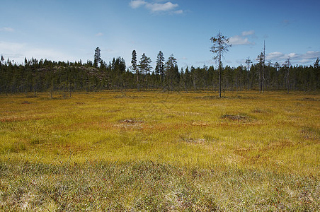 沼滩干草木头森林苔藓背景图片