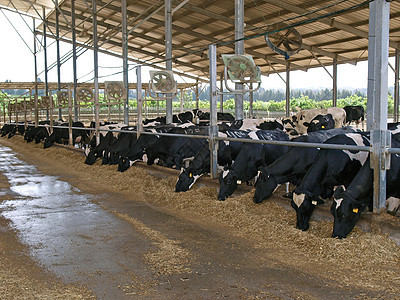 现代奶牛群图片