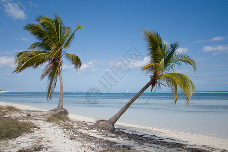 海滩上两棵热带棕榈树图片