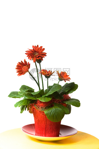 装饰叶子红色花朵植物盘子图片