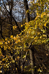 秋叶天空树干黄色蓝色树叶阳光棕色森林叶子公园图片