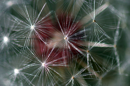 Dandelion 种子头雌蕊花园草本植物杂草宏观生物学羽毛植物群植物生长图片