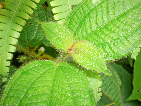 绿叶水分植物植被季节生长绿色植物叶子花园动物群公园图片