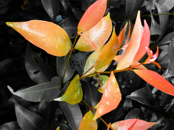 红叶植物雨滴飞沫叶子液体树叶绿色植物生长植物群热带图片