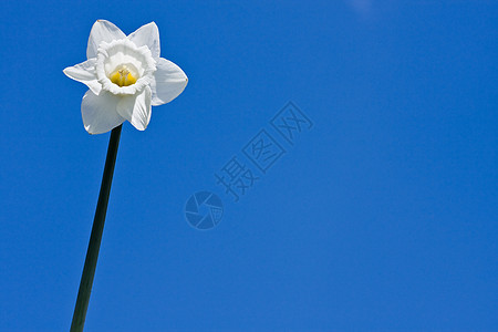 春天即将到来天空植物黄色自恋季节花园蓝色太阳水仙花花朵图片