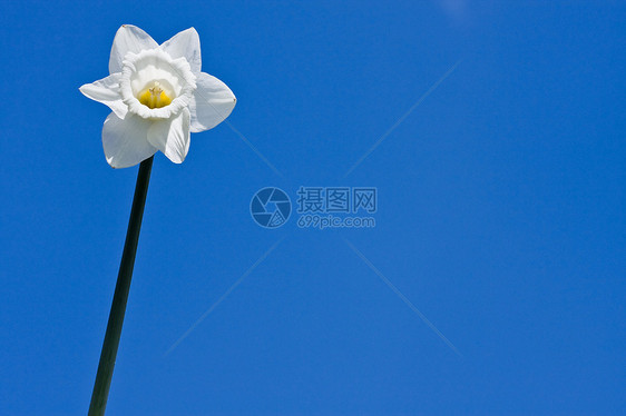 春天即将到来天空植物黄色自恋季节花园蓝色太阳水仙花花朵图片