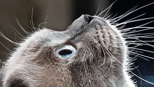 脊髓短海毛堵塞猫科猫咪条纹动物胡须毛皮小猫宠物图片