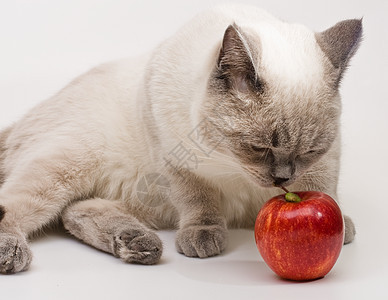 带苹果的白猫背景图片