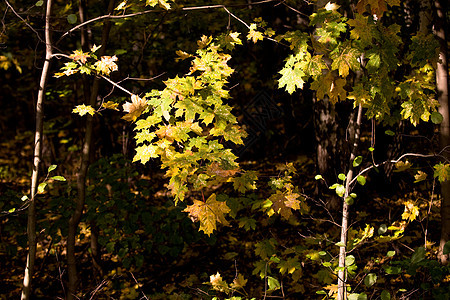 秋叶树枝叶子黄色森林树干树叶树林木头棕色阴影图片