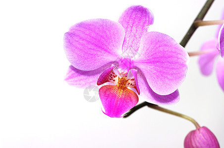 美丽的热带兰花蔬菜绿色奢华植物紫色白色植物学花束生长粉色图片