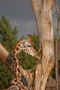 吉拉菲皮肤动物荒野动物园哺乳动物毛皮野生动物图片