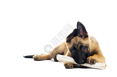 可爱的小狗哺乳动物牧羊人白色报纸朋友犬类动物工作室猎犬耳朵图片