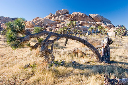 约书亚树植物沙漠扇子丘陵岩石荒野单子绿洲巨石平原图片
