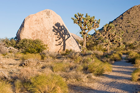 约书亚树沙漠扇子植物巨石远足绿洲国家棕榈衬套单子图片