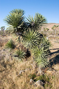 约书亚树沙漠公园森林岩石花园扇子衬套棕榈野生动物平原图片